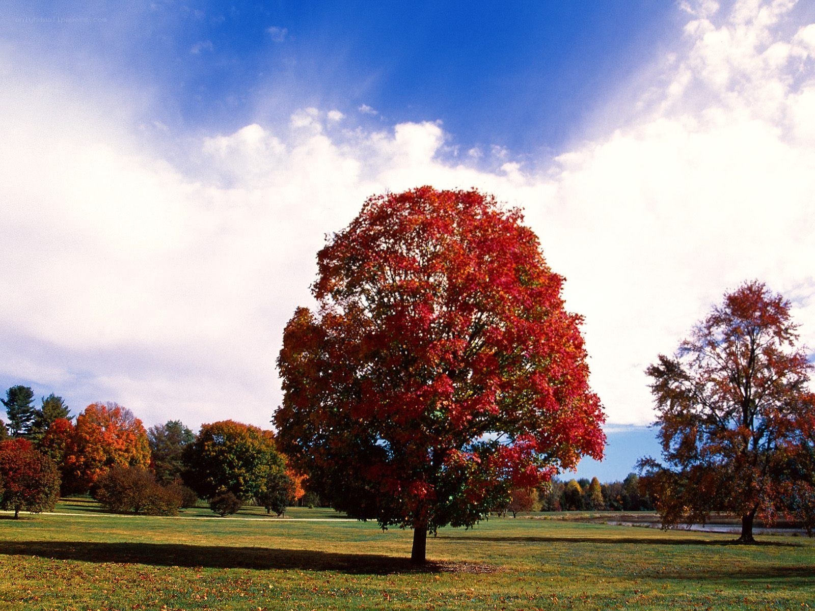 Autumn tree in a park