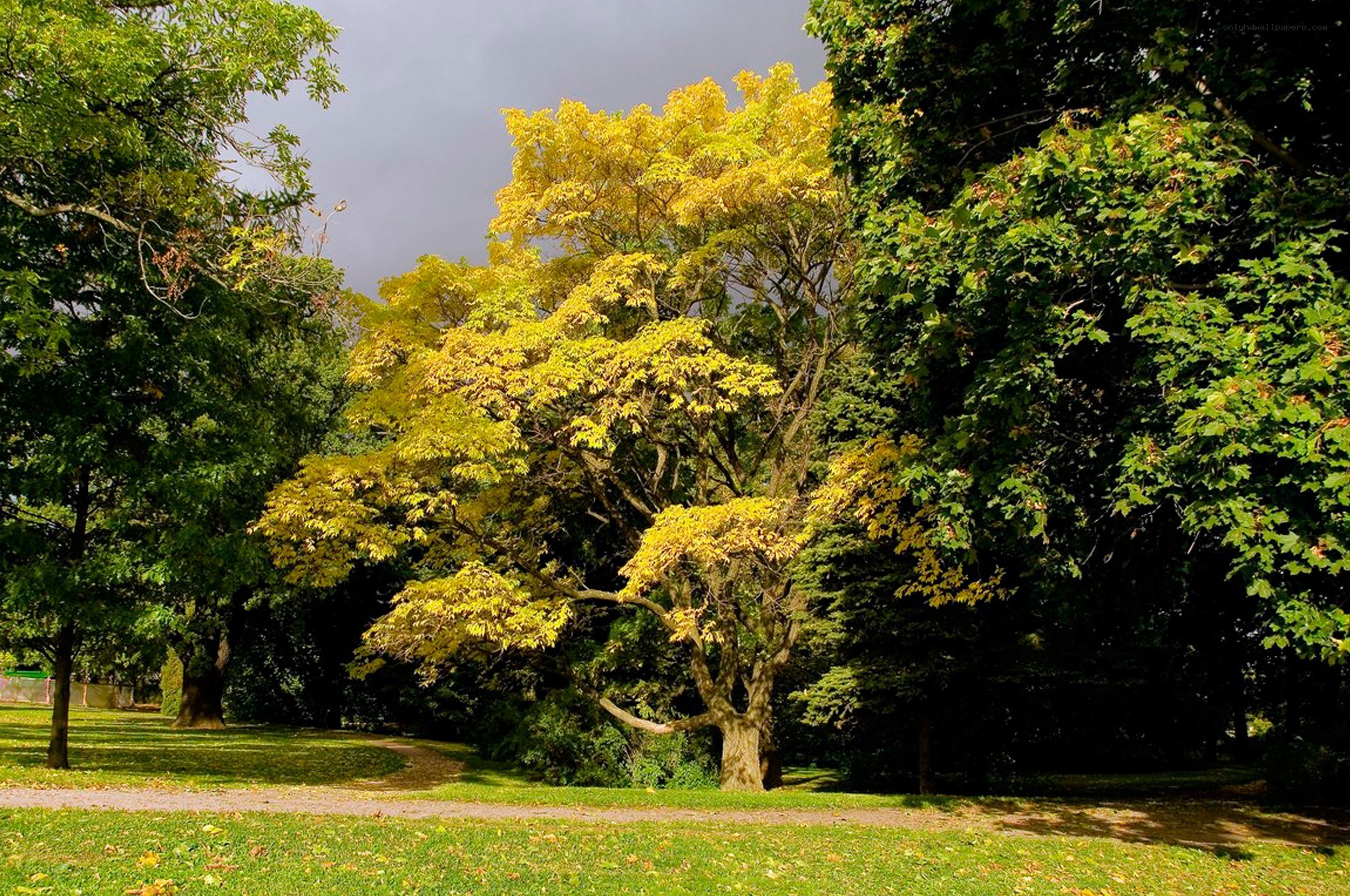 Autumn tree in a park