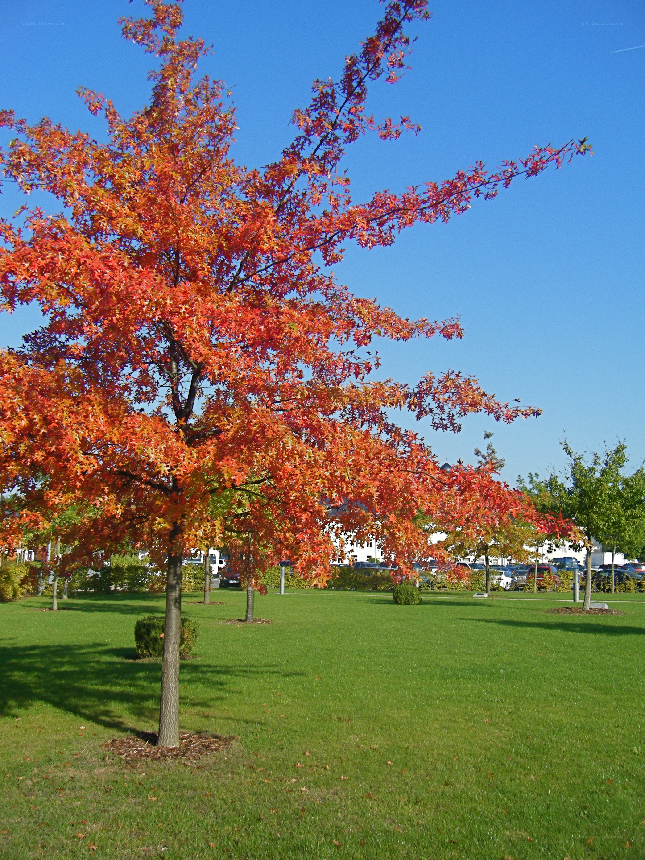Autumn tree in a park