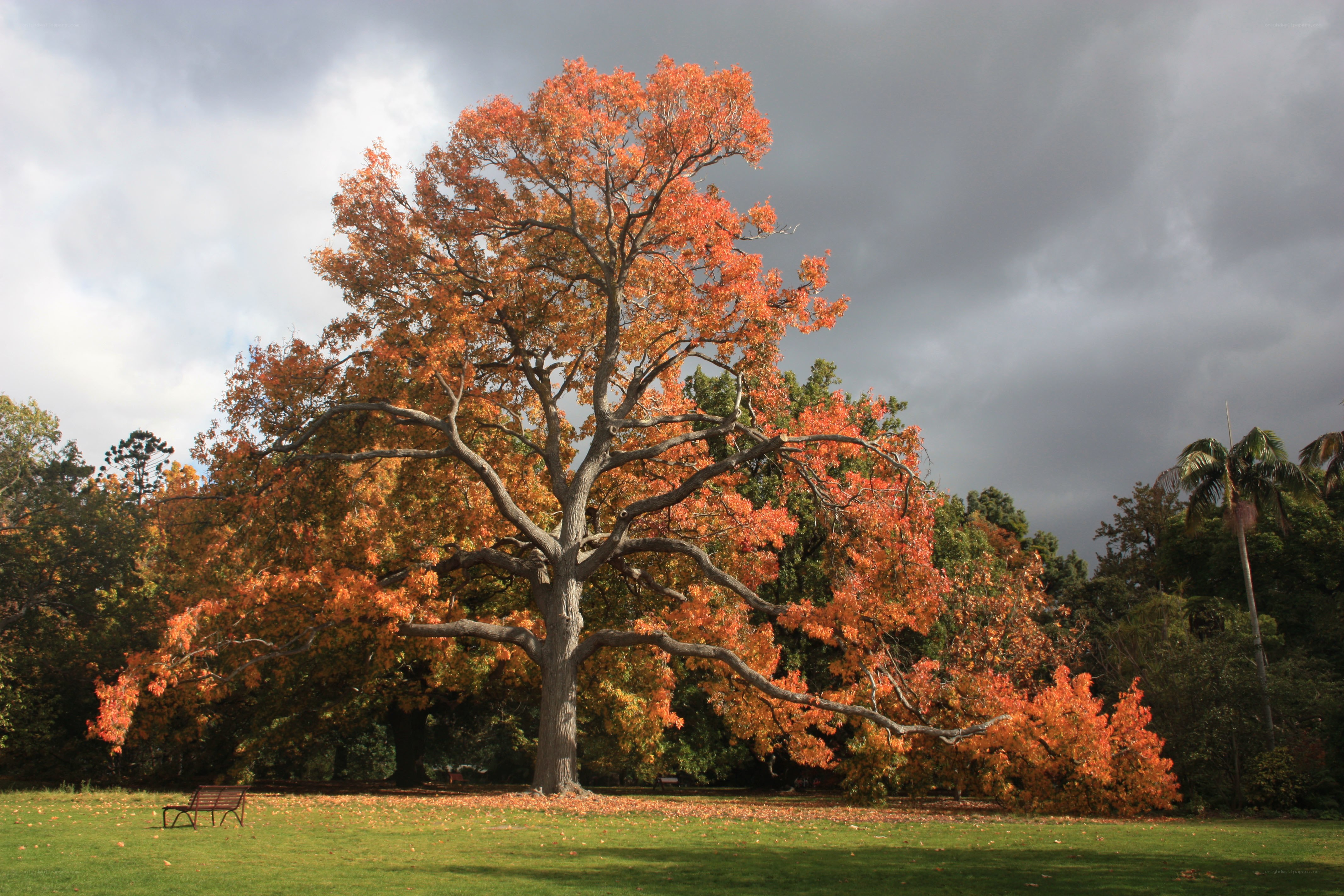 Autumn tree in a park