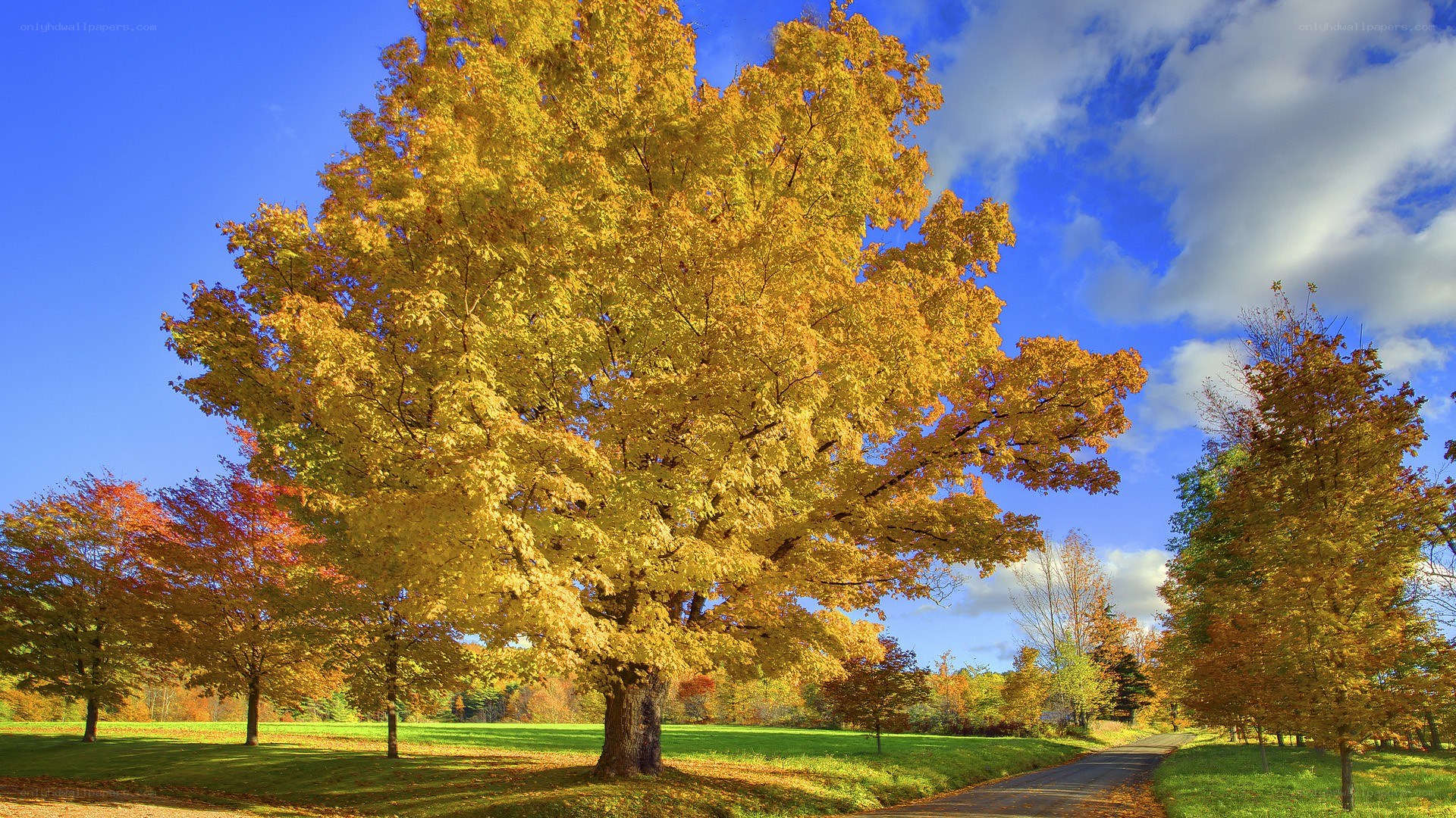 Autumn tree in a park