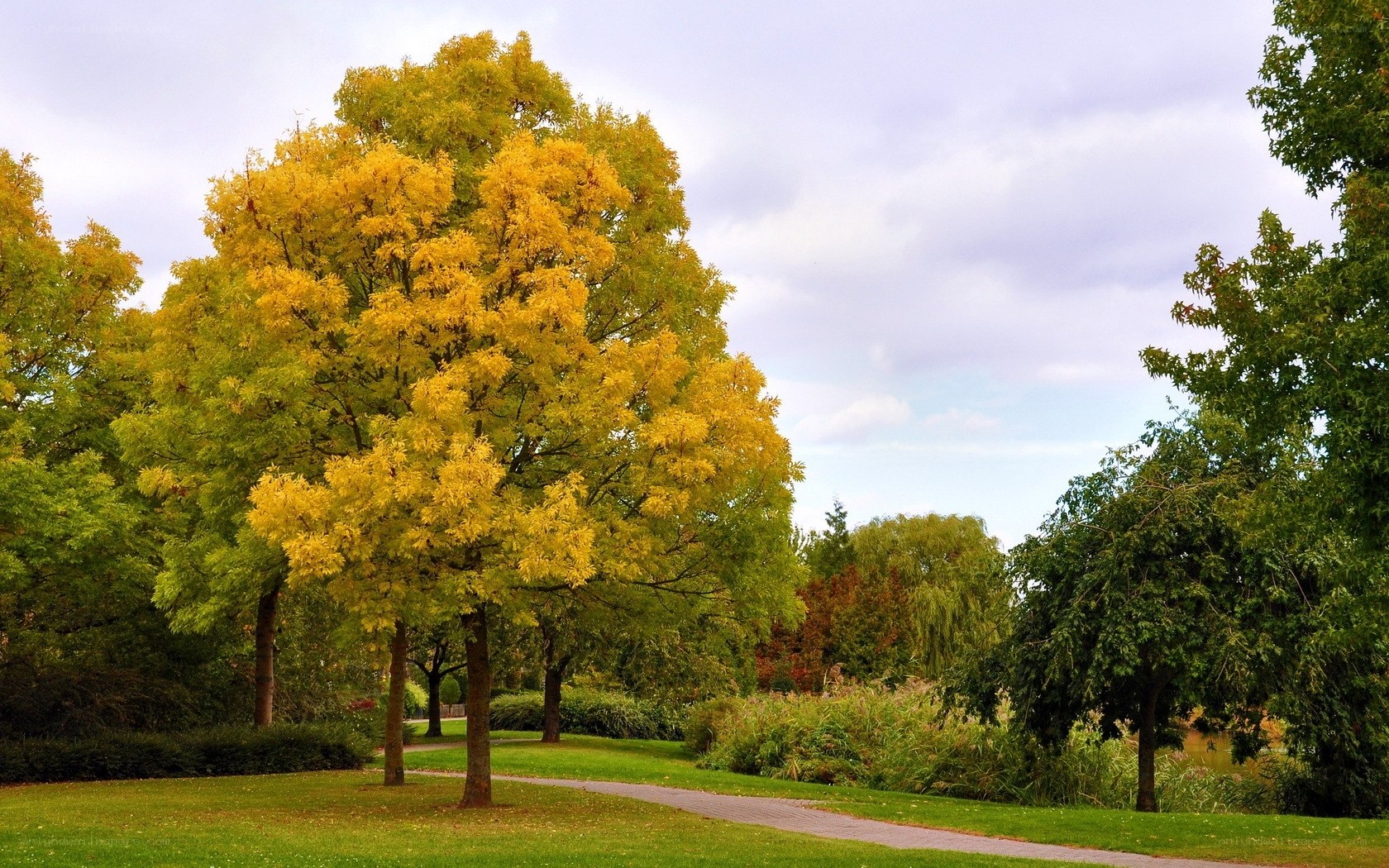Autumn tree in a park