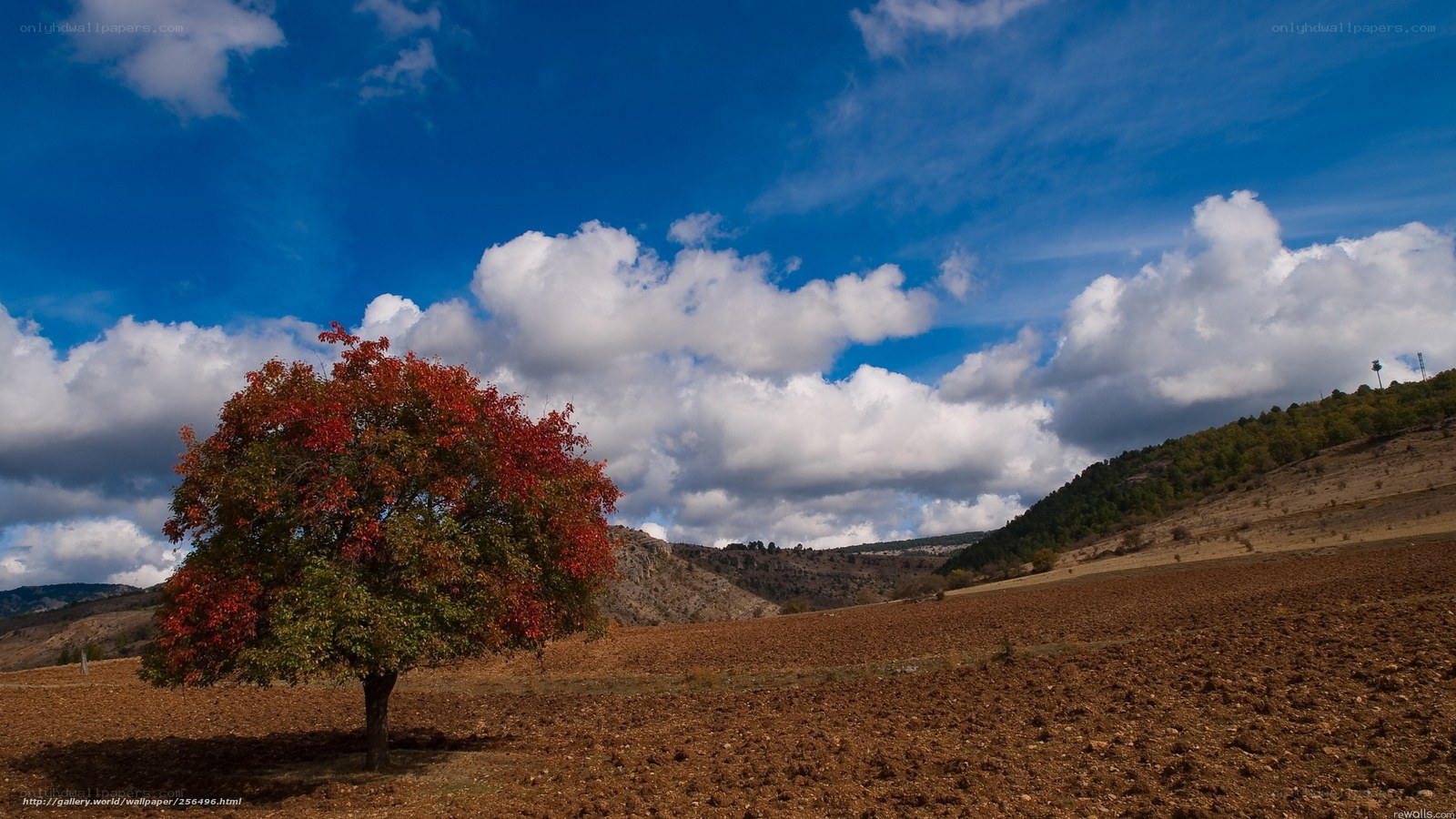 Autumn tree in a plowed field