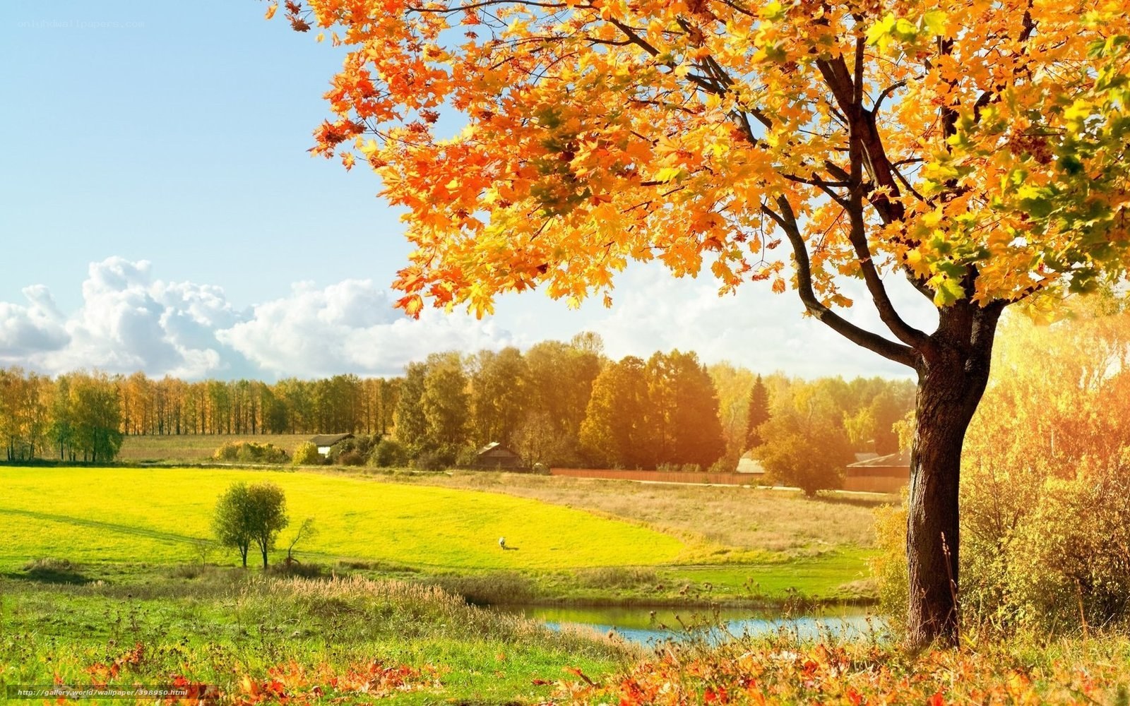 Autumn tree in a sunny field