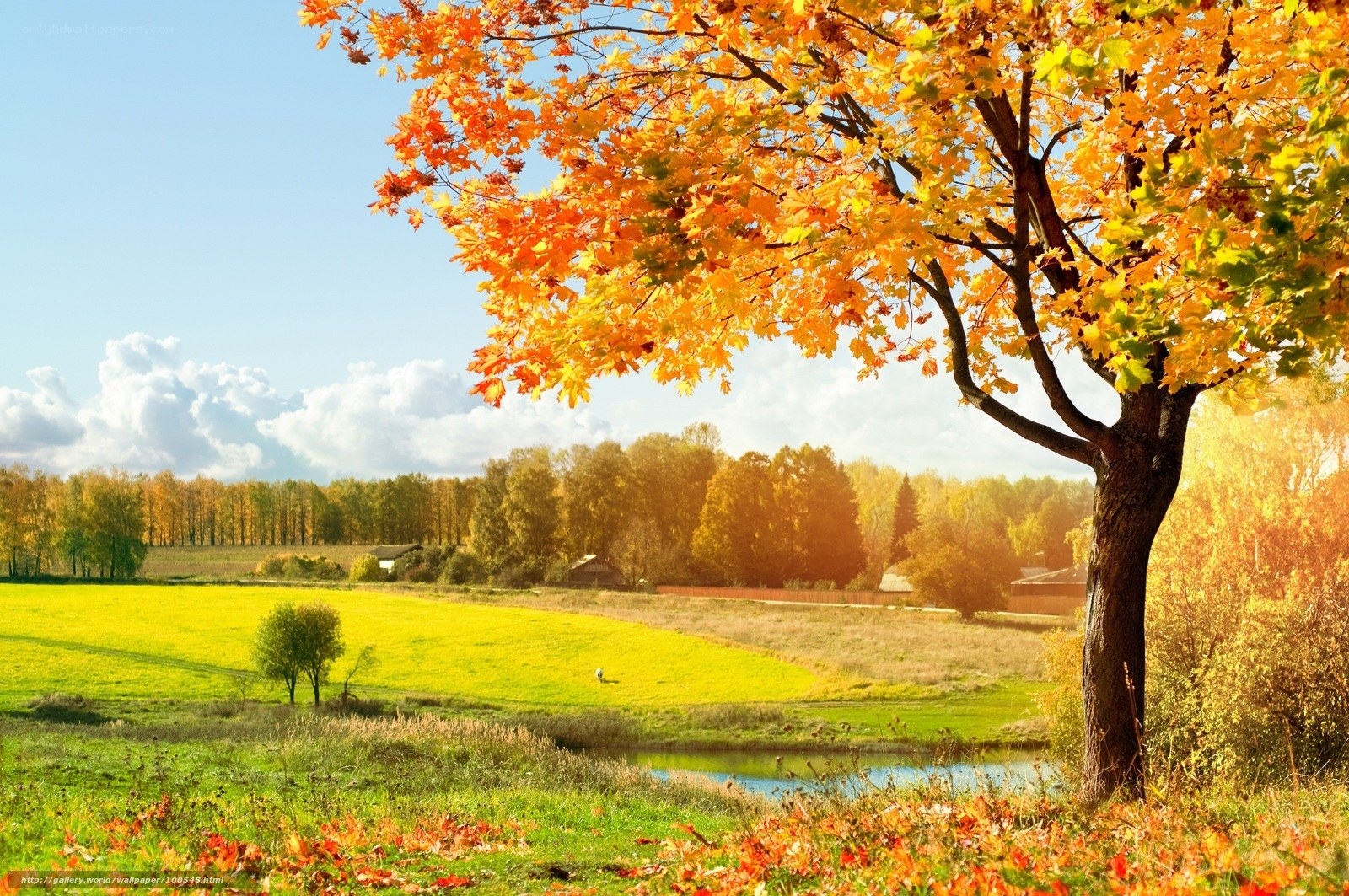 Autumn tree in a sunny field