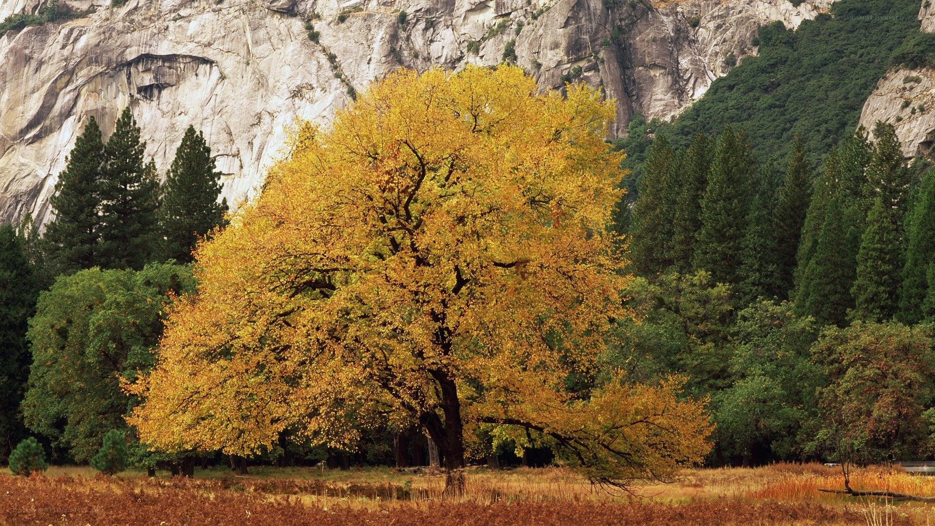 Autumn tree in a valley