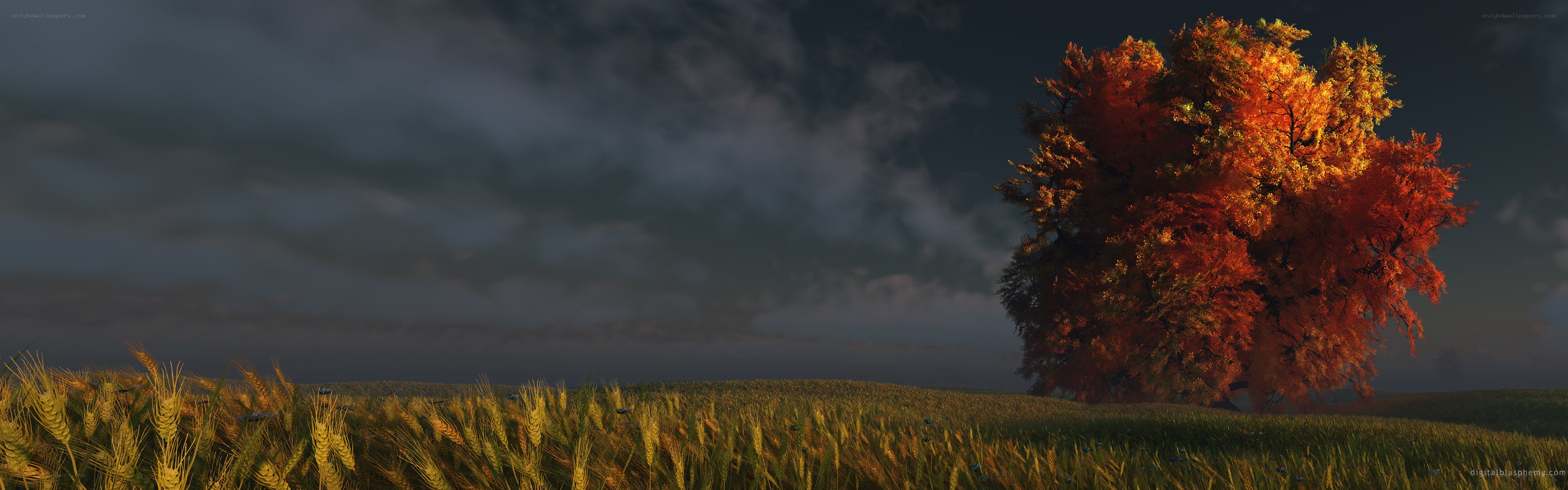 Autumn tree in a wheat field