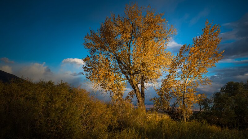 Autumn Tree in Field — Blue, Dramatic