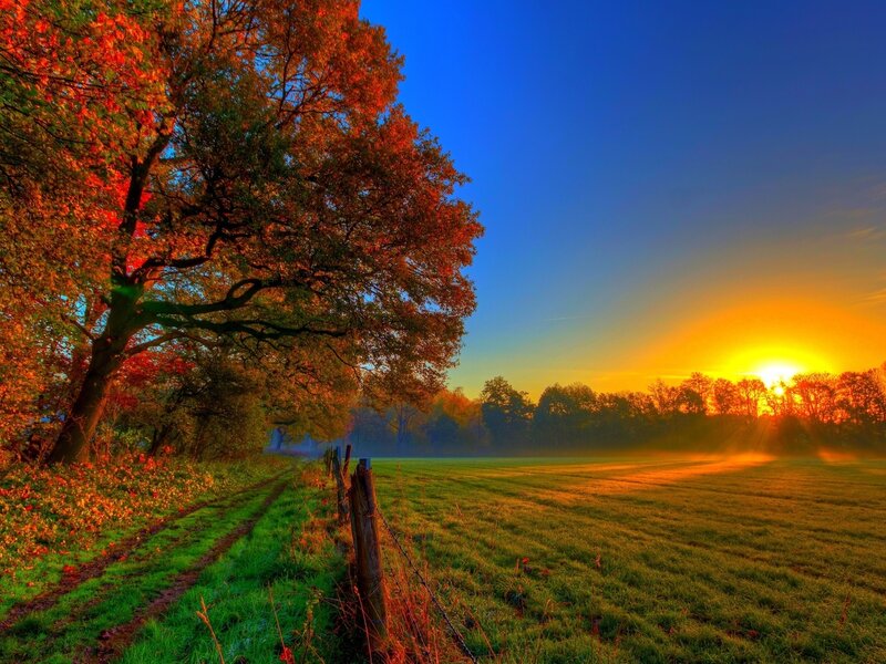 Autumn Tree in Field — Blue, Serene, Sunset