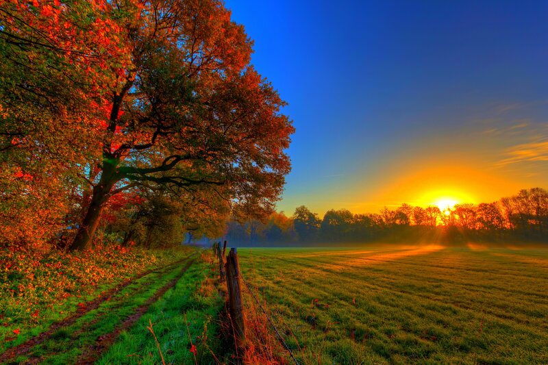 Autumn Tree in Field — Blue, Serene