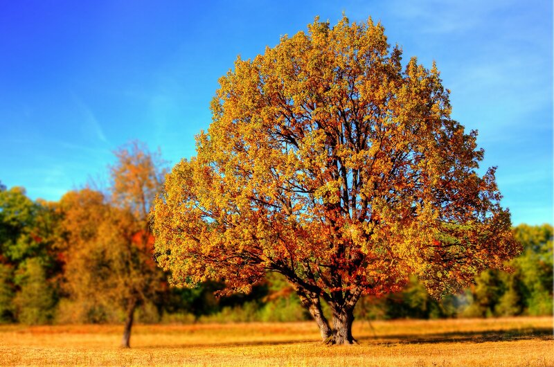 Autumn Tree in Field — Blue