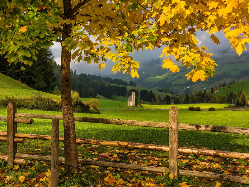 Autumn Tree in Field — Green, Serene, Photograph, Fence