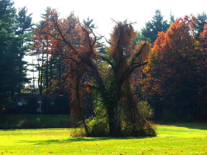 Autumn Tree in Field — Green, Serene, Photograph, Grass