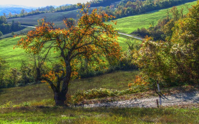 Autumn Tree in Field — Green, Serene, Photograph, Road