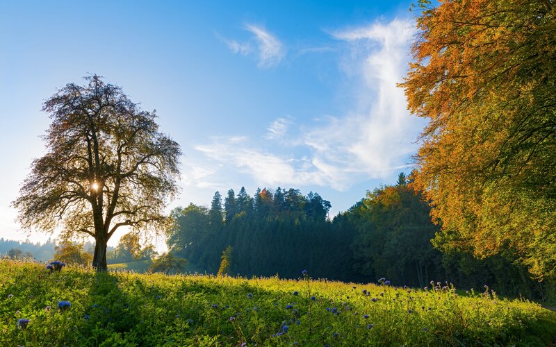 Autumn Tree in Field — Green, Serene, Photograph