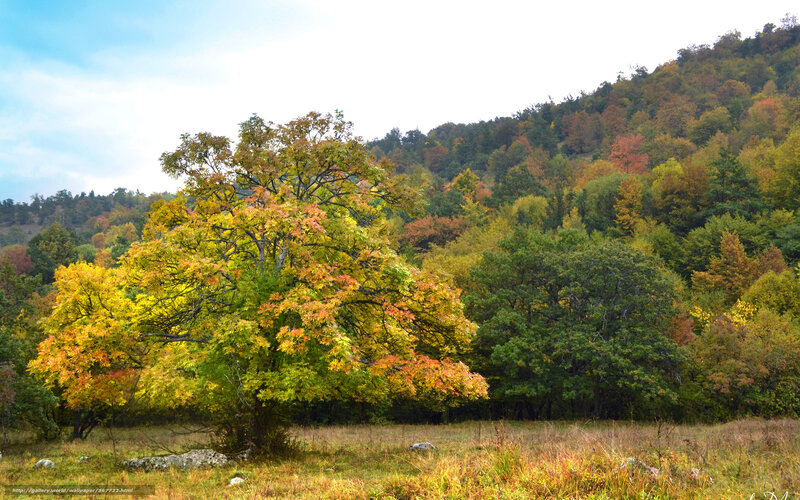 Autumn Tree in Field — Green, Serene, Photograph, Trees