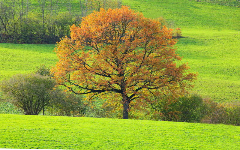 Autumn Tree in Field — Green