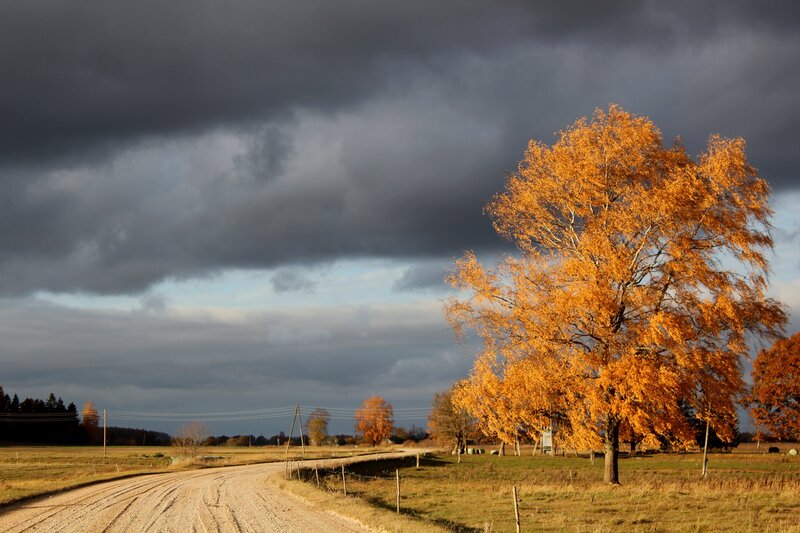 Autumn Tree in Field — Orange, Dramatic, Photograph, Dirt Road