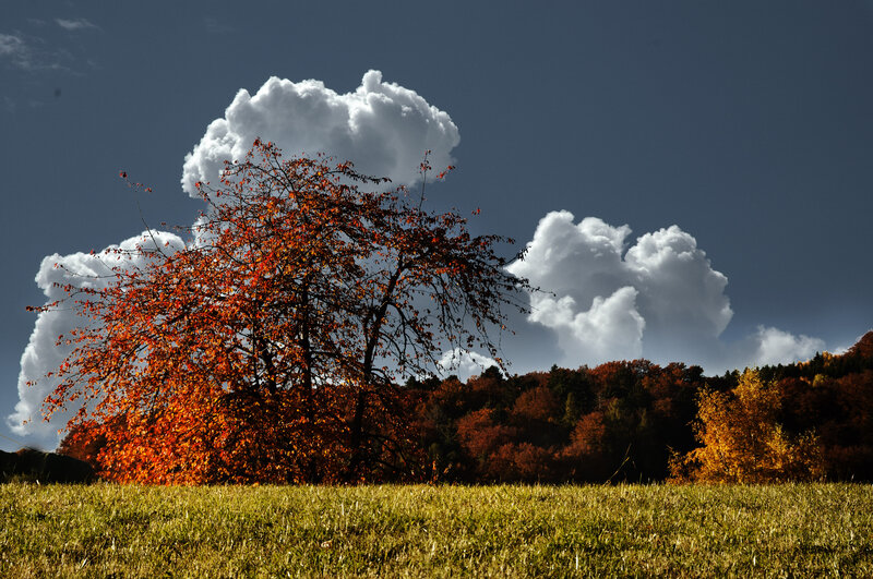 Autumn Tree in Field — Orange, Dramatic, Photograph