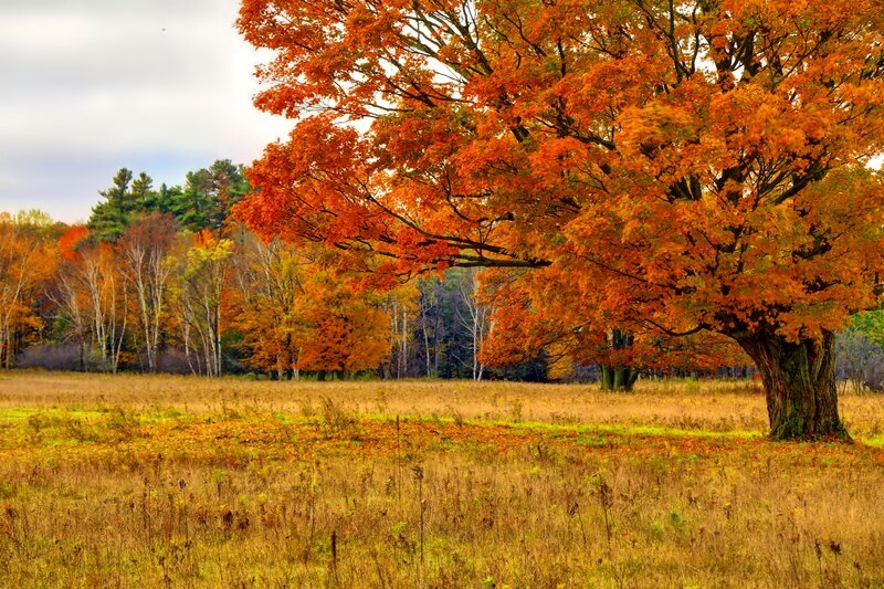 Autumn Tree in Field — Orange, Serene, Photograph, Forest