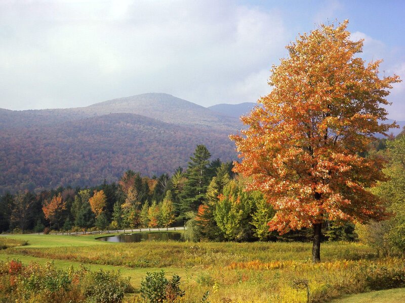 Autumn Tree in Field — Orange, Serene, Photograph, Mountains, Pond, Forest, Green