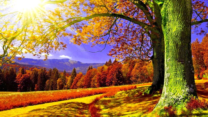 Autumn Tree in Field — Orange, Serene, Photograph, Mountains
