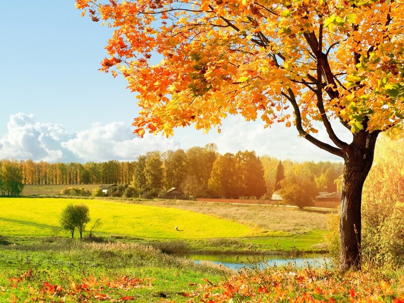Autumn Tree in Field — Orange, Serene, Photograph, River, Trees