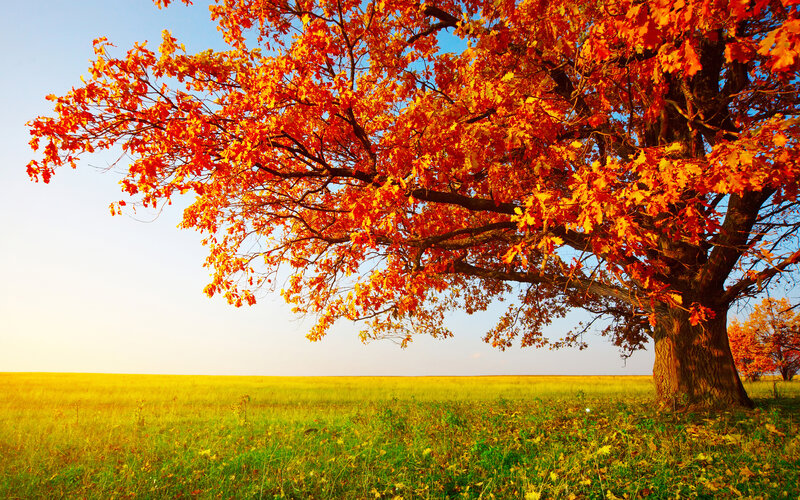 Autumn Tree in Field — Orange, Serene, Photograph, Sky