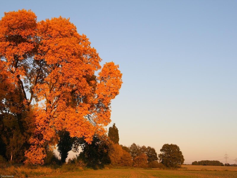 Autumn Tree in Field — Orange, Serene, Photograph, Sky, Trees