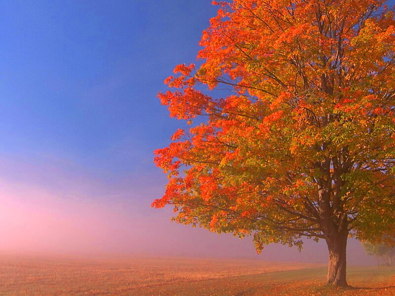 Autumn Tree in Field — Orange, Serene, Photograph