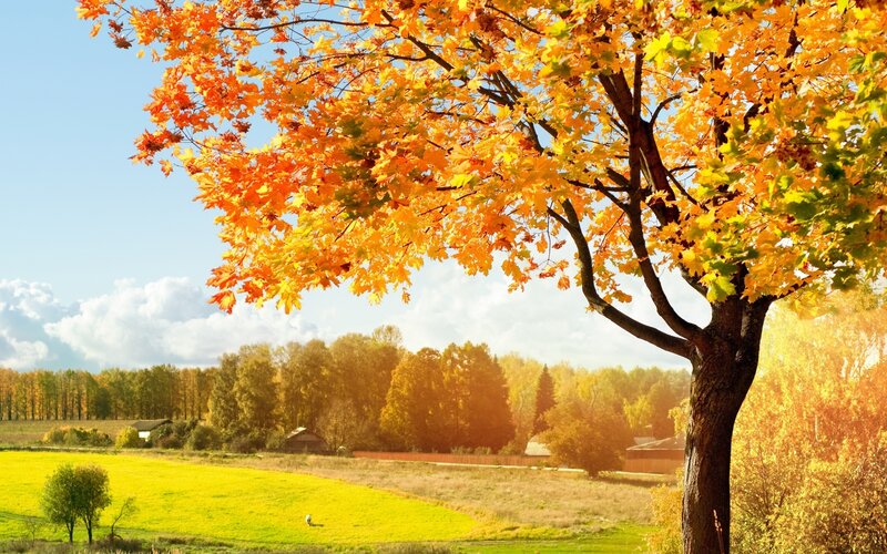 Autumn Tree in Field — Orange, Serene, Photograph, Trees, Sky