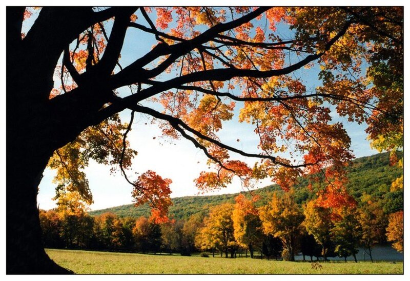 Autumn Tree in Field — Orange, Serene, Photograph, Trees