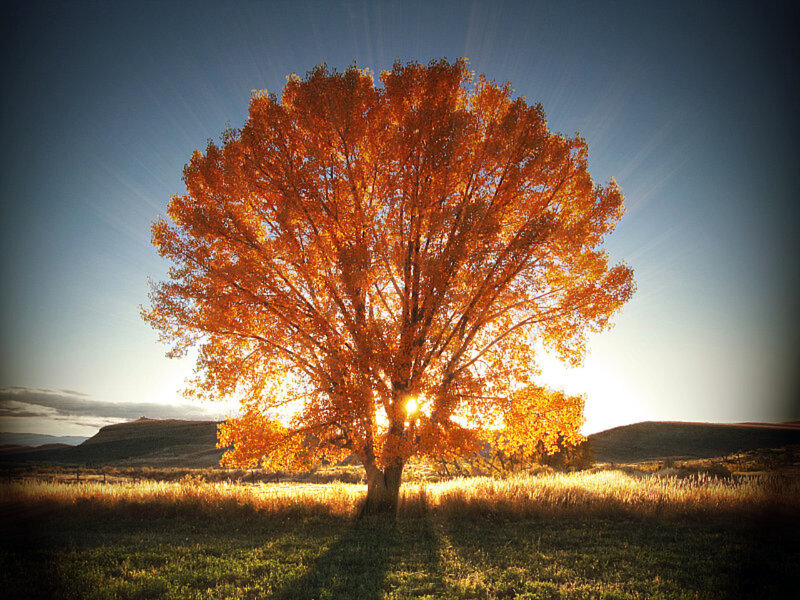 Autumn Tree in Field — Orange, Serene, Sunset, Photograph, Hills