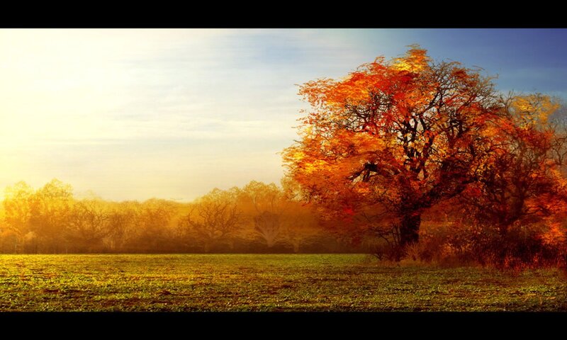 Autumn Tree in Field — Orange, Serene, Sunset, Photograph