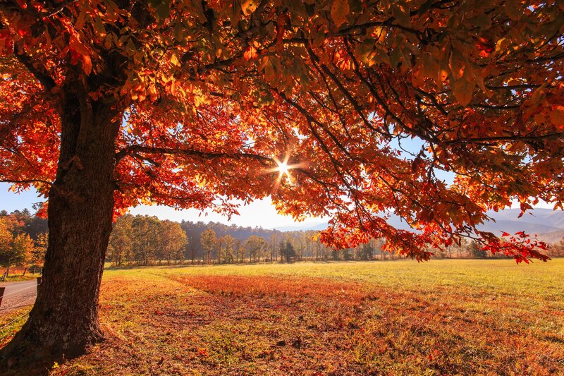 Autumn Tree in Field — Red, Serene, Photograph