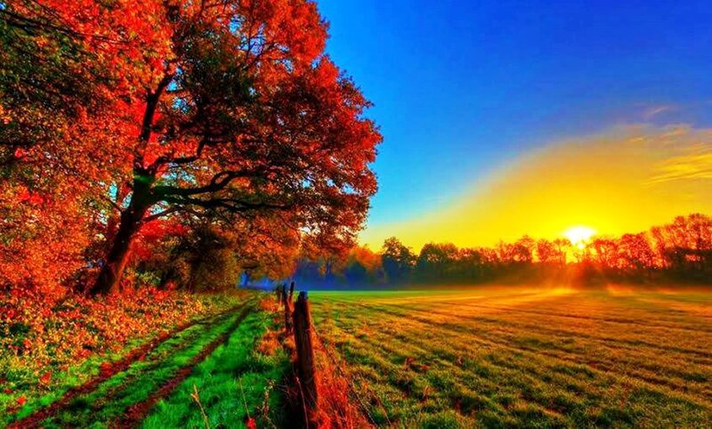 Autumn Tree in Field — Red, Serene, Sunrise