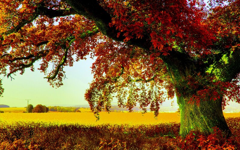 Autumn Tree in Field — Red, Serene