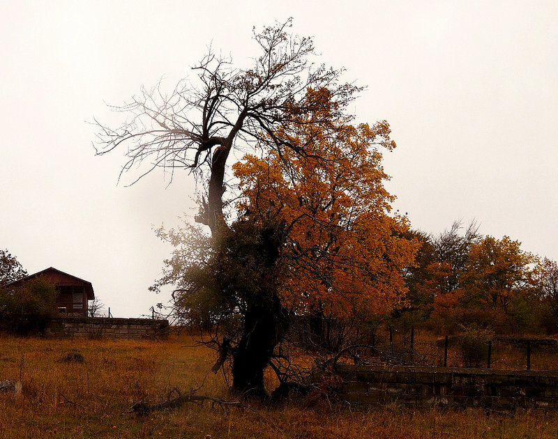 Autumn Tree in Field