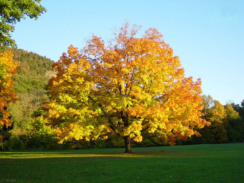 Autumn Tree in Field — Yellow, Serene, Photograph, Grass