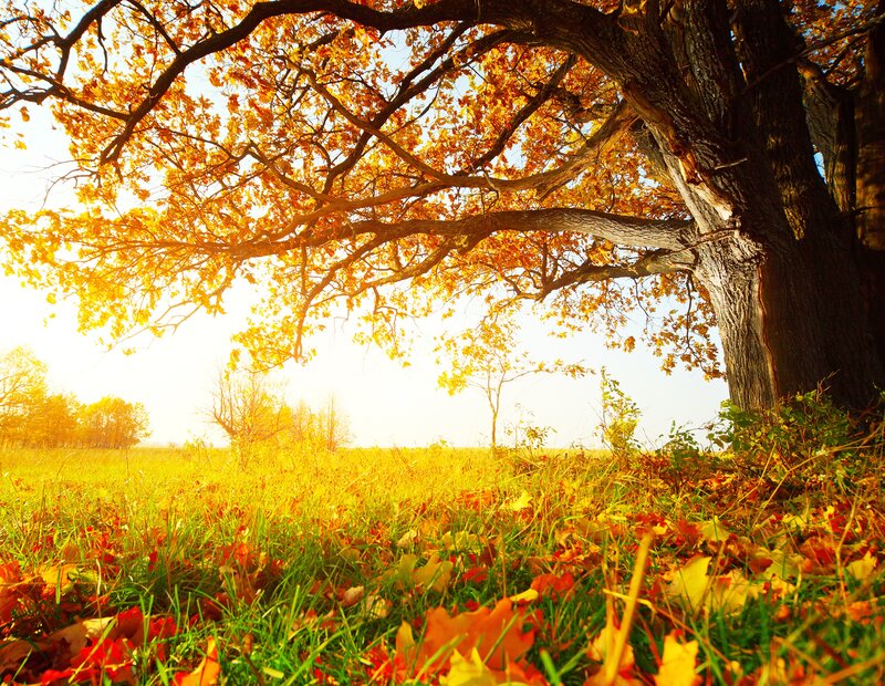 Autumn Tree in Field — Yellow, Serene, Photograph, Leaves, Grass, Sky