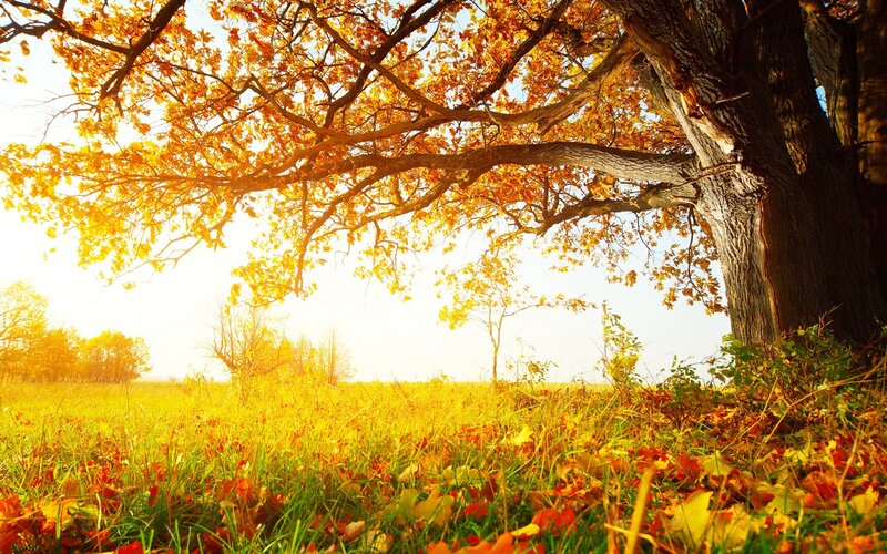 Autumn Tree in Field — Yellow, Serene, Photograph, Leaves, Grass