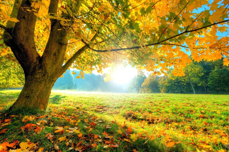 Autumn Tree in Field — Yellow, Serene, Photograph, Leaves, Sunlight