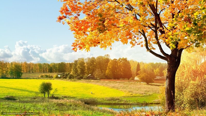 Autumn Tree in Field — Yellow, Serene, Photograph, River