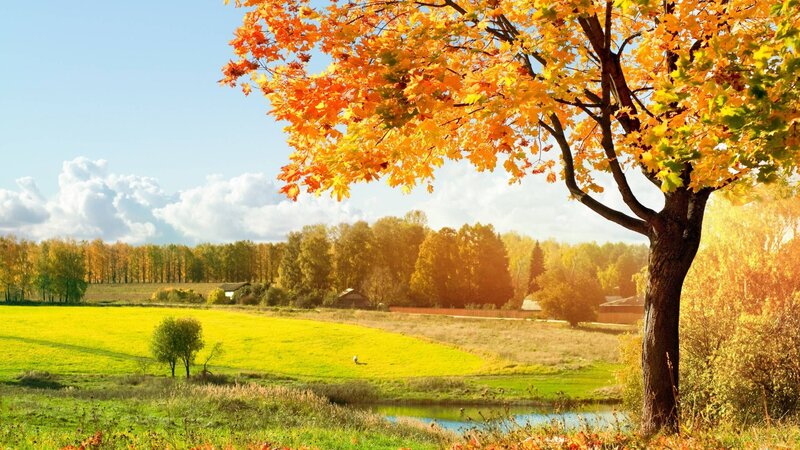 Autumn Tree in Field — Yellow, Serene, Photograph, River, Trees