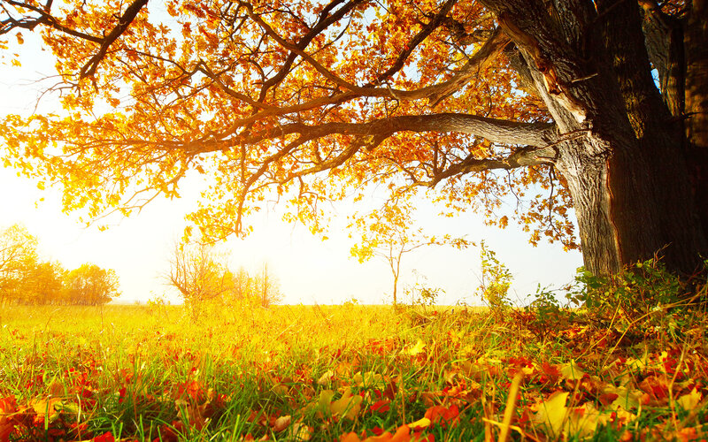 Autumn Tree in Field — Yellow, Serene, Photograph
