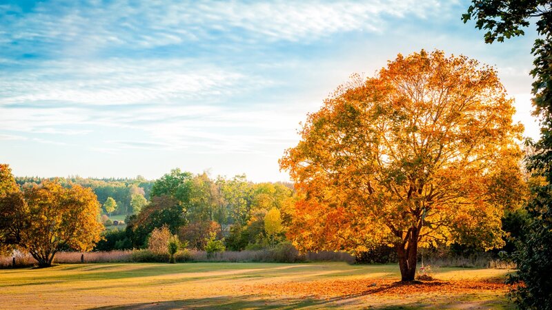 Autumn Tree in Field — Yellow, Serene, Photograph, Trees