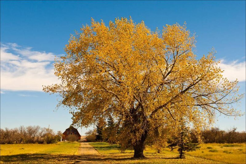 Autumn Tree in Field — Yellow, Serene