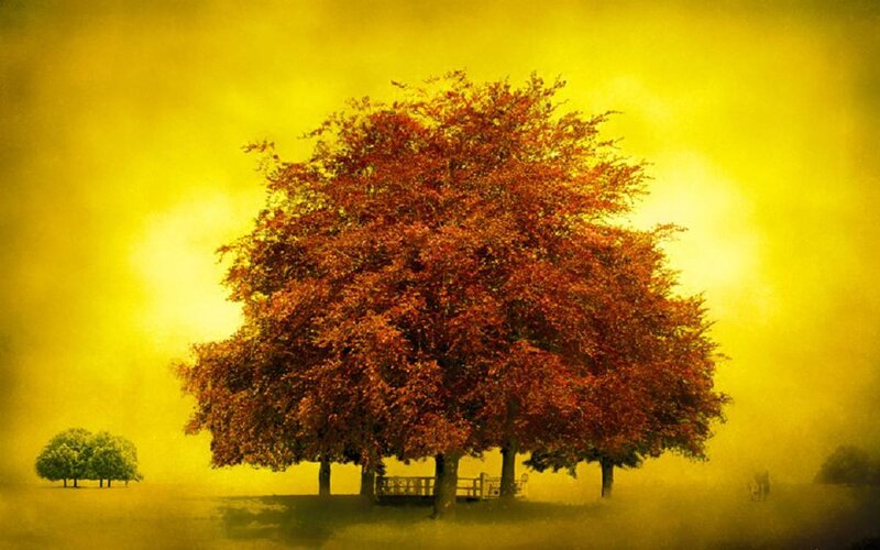 Autumn Tree in Field — Yellow