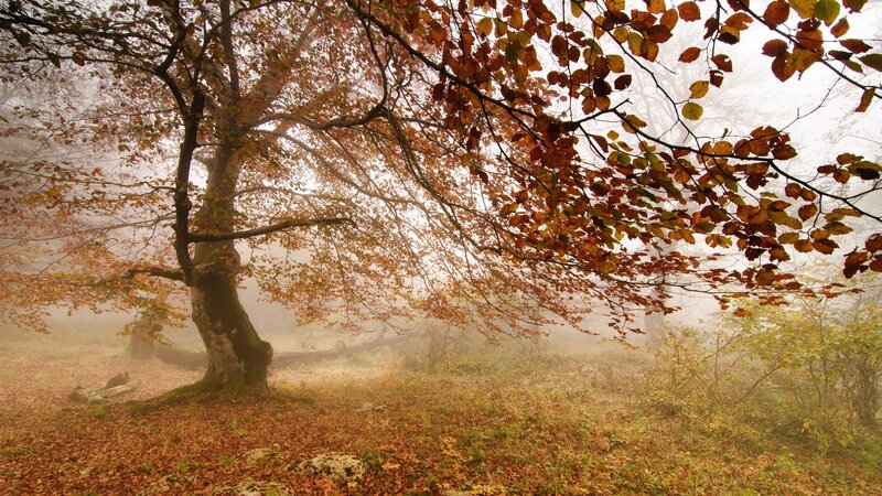 Autumn Tree in Fog — Brown