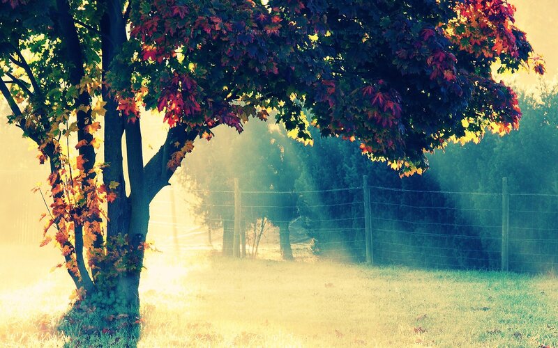 Autumn Tree in Fog — Green, Serene
